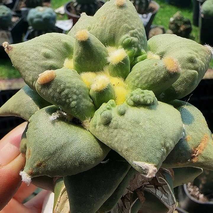 怒涛928仙人球开花
