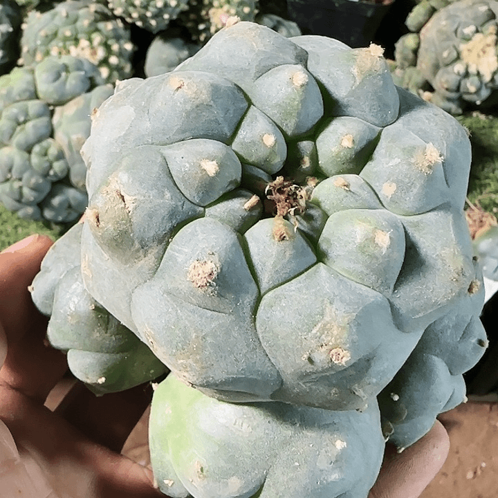仙群216仙人球开花了