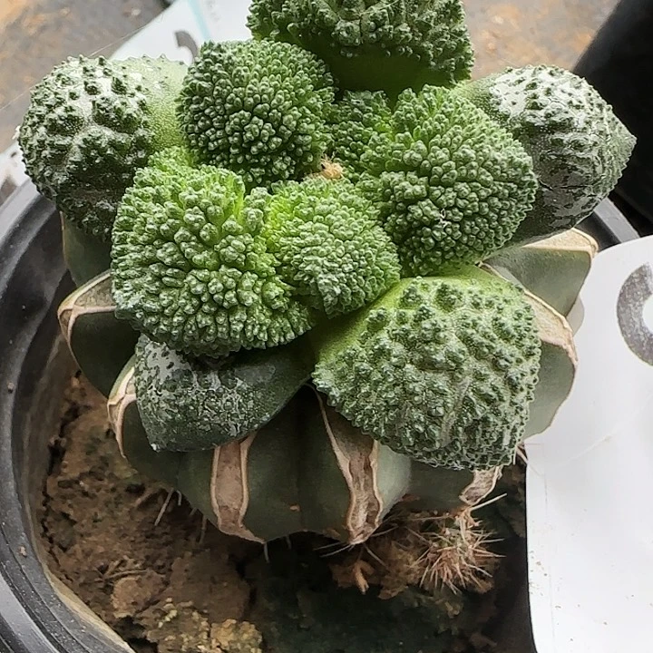 菜花310仙人球开花