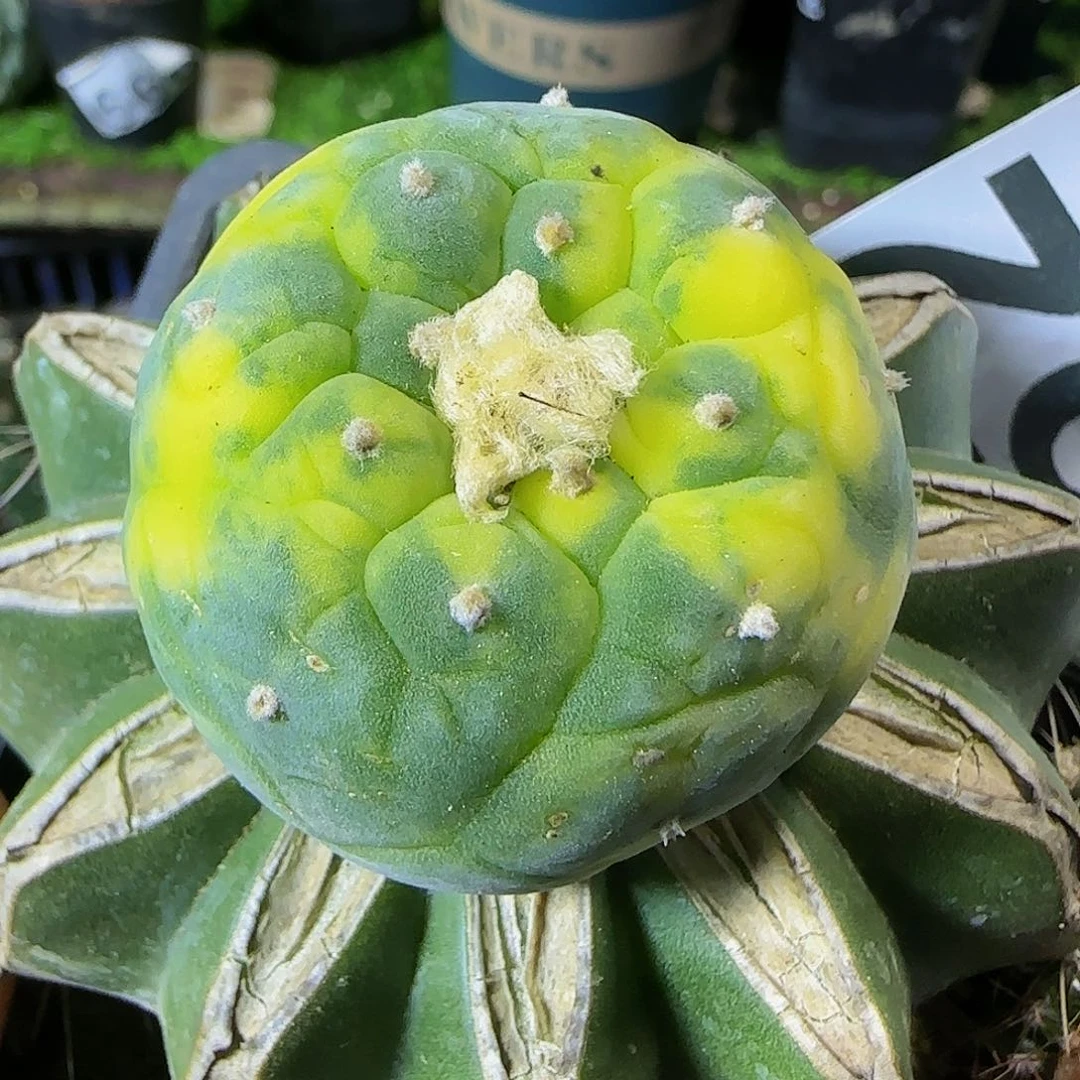 仙锦662仙人球开花