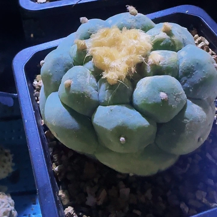白肌大尤255仙人球开花