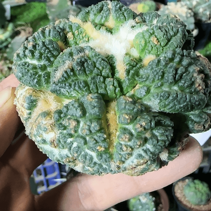 龟甲连山185仙人球开花