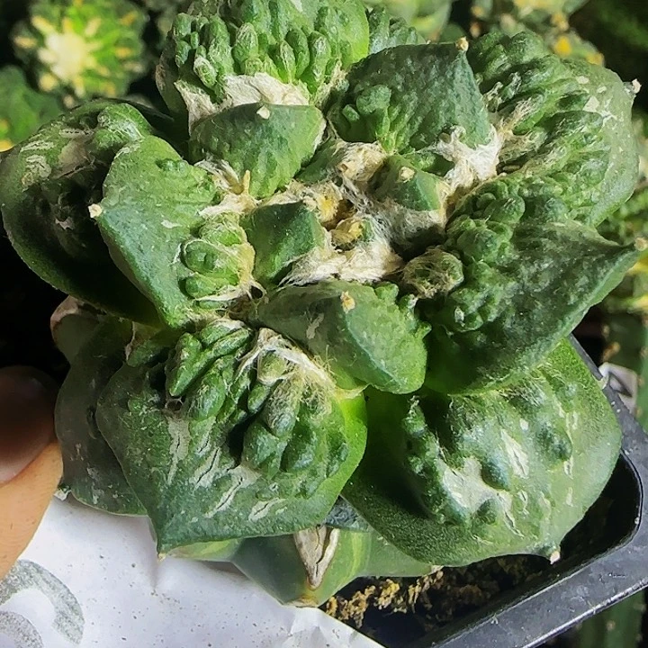 怒涛809仙人球开花