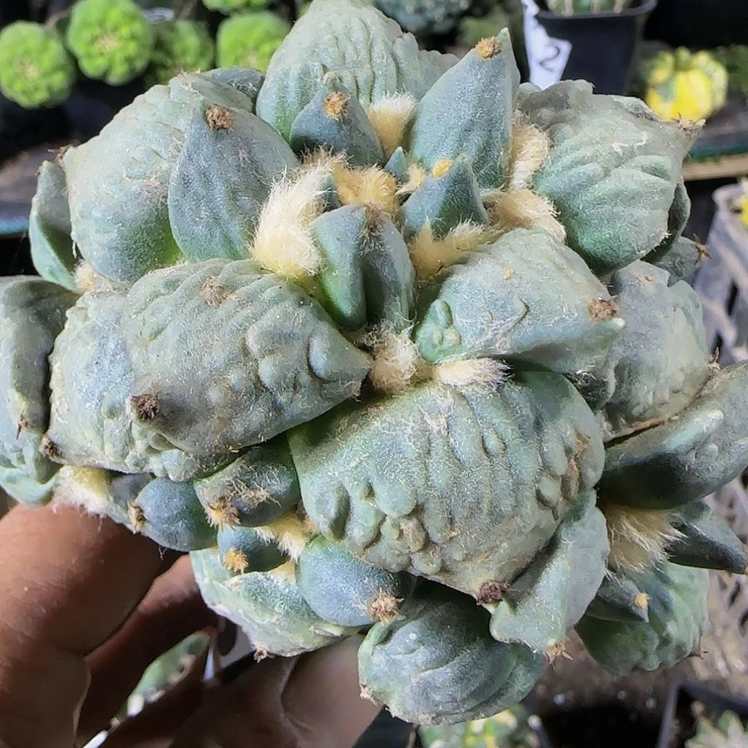 怒涛群207仙人球