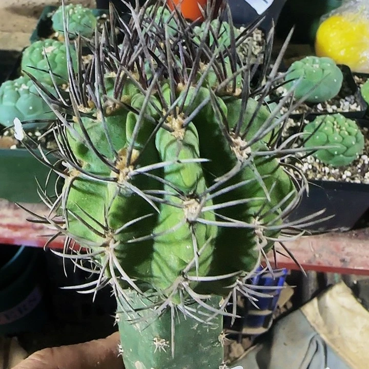 素妆玉598仙人球开花