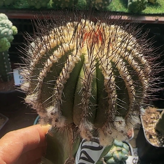 尤波球046仙人球开花