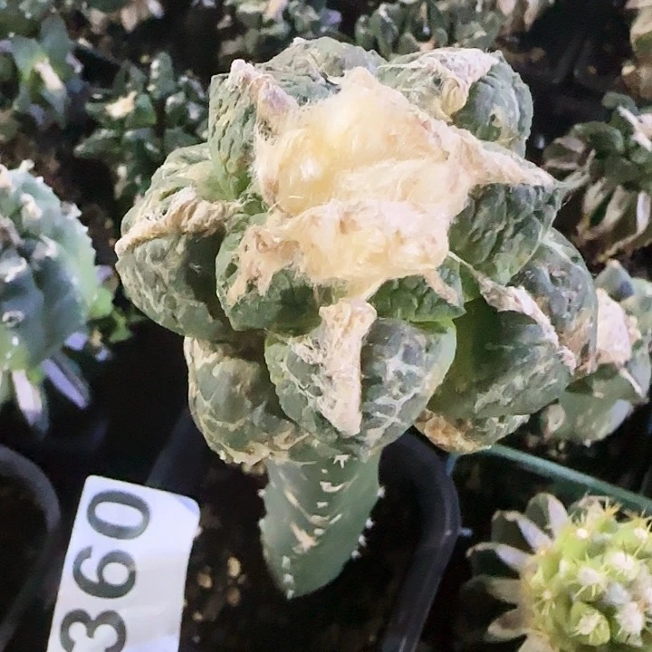 棉*哚连山360瑕疵的的时候
