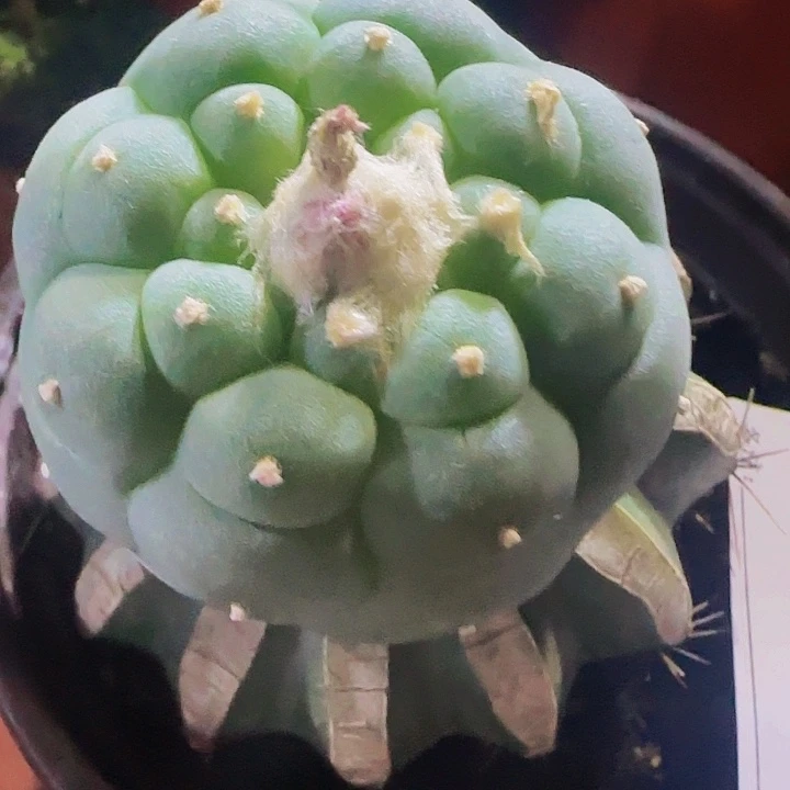 仙226仙人球开花了