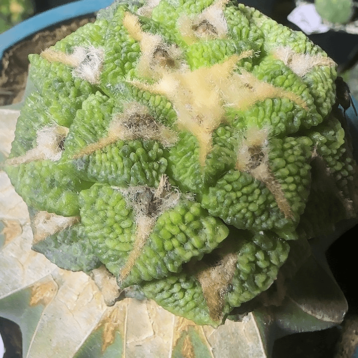 大尤黑锦227仙人球开花