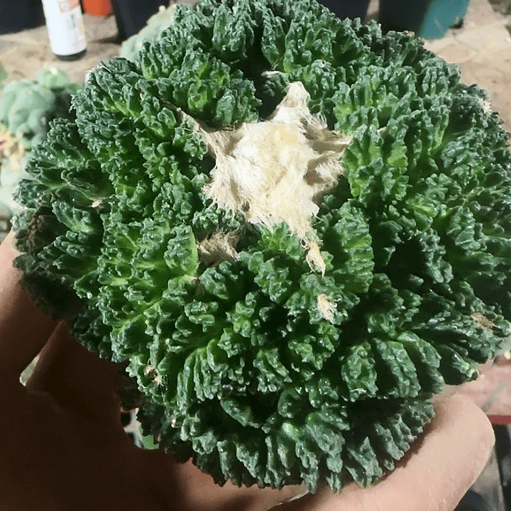 大尤哥斯拉的585
