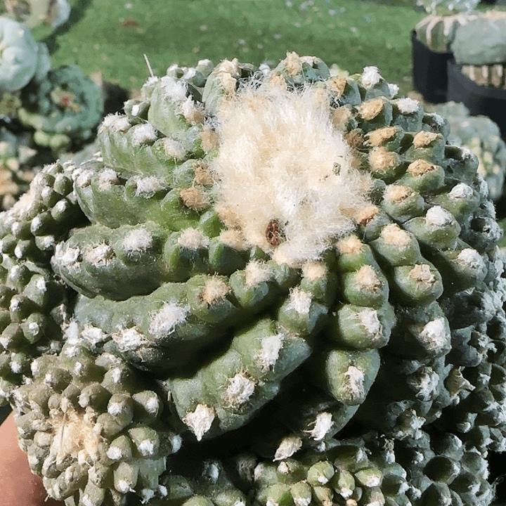 墨碟684仙人球开花
