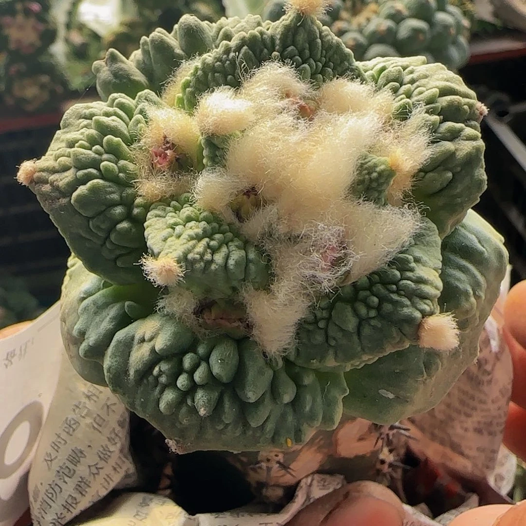 大尤怒涛699仙人球开花