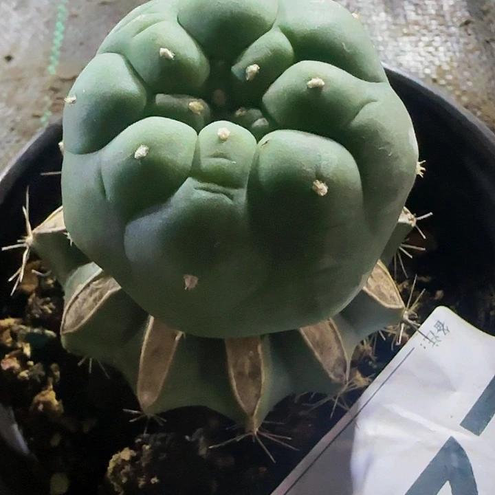 仙229仙人球开花
