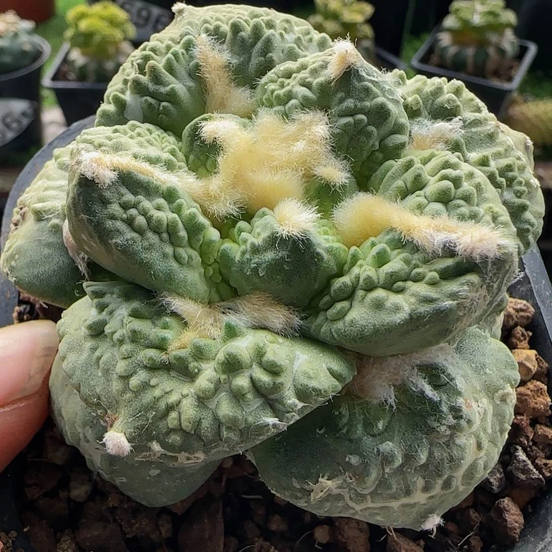 自根龟甲怒涛326