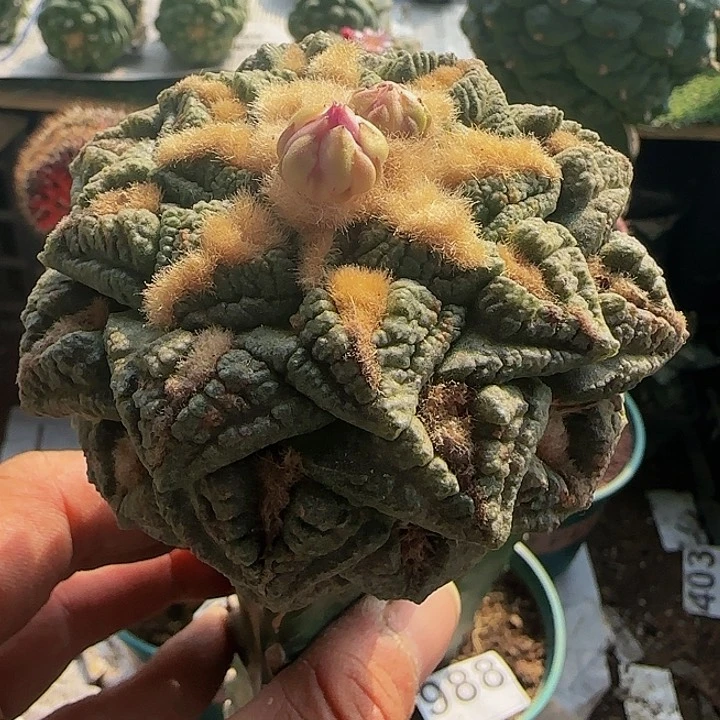 用****8老龟甲396仙人球开花