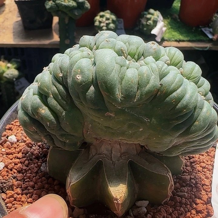 大肠缀132仙人球开花