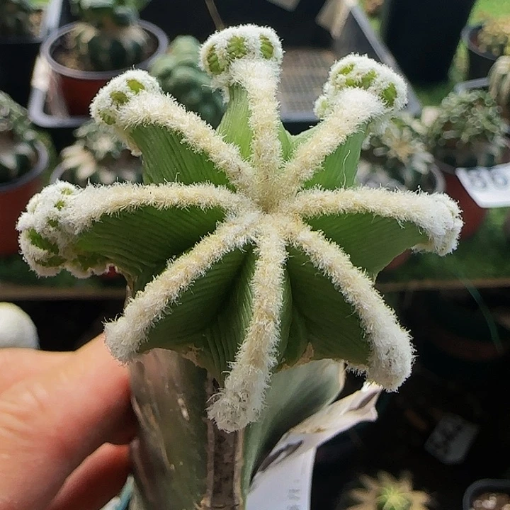 辛顿花龙492仙人球开花