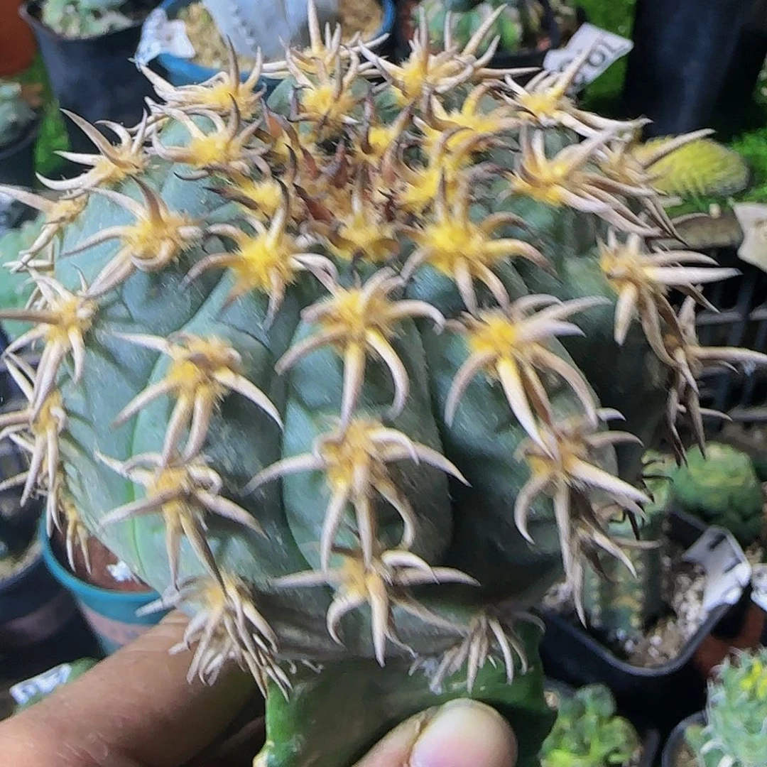 大猫爪838仙人球