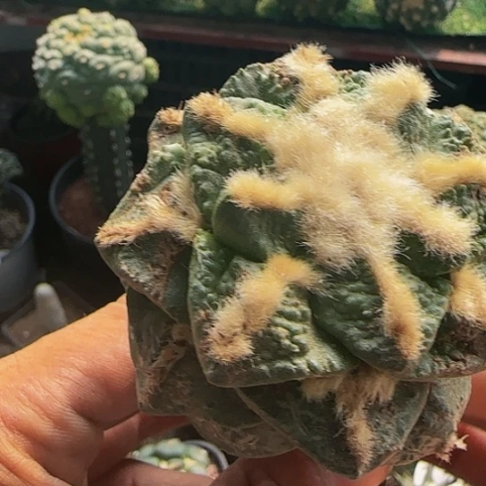 龟甲500仙人球开花