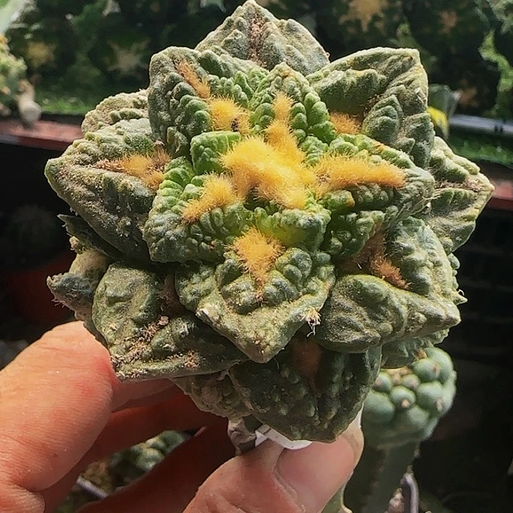 龟甲596仙人球开花