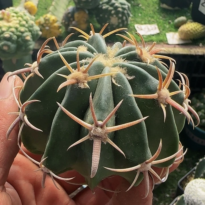 凌波513仙人球开花