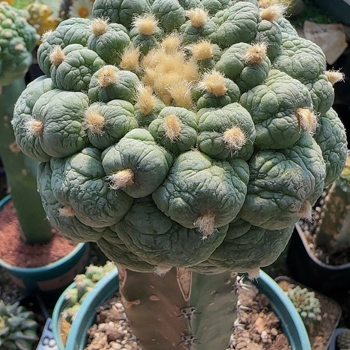 皱尤863仙人球开花