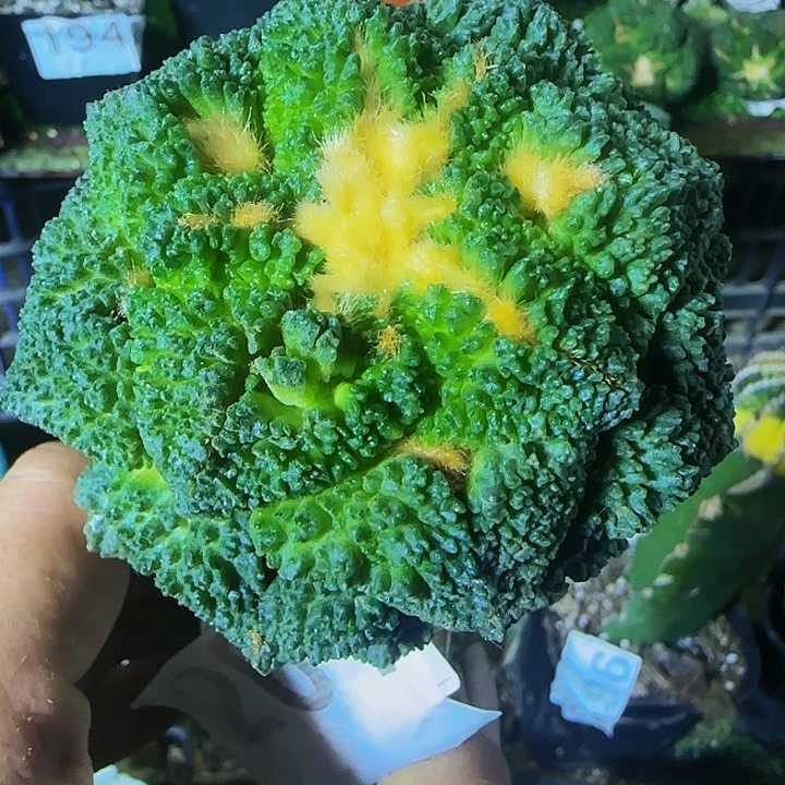 哥斯拉261仙人球开花