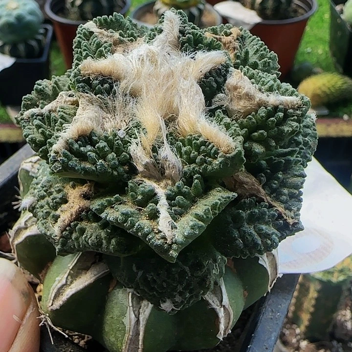 龟甲655仙人球开花