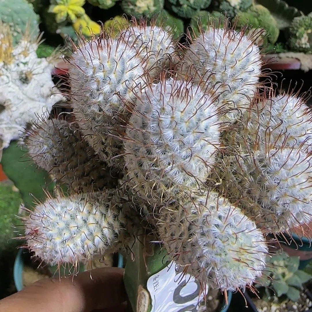 曲刺佩雷群头458仙人球