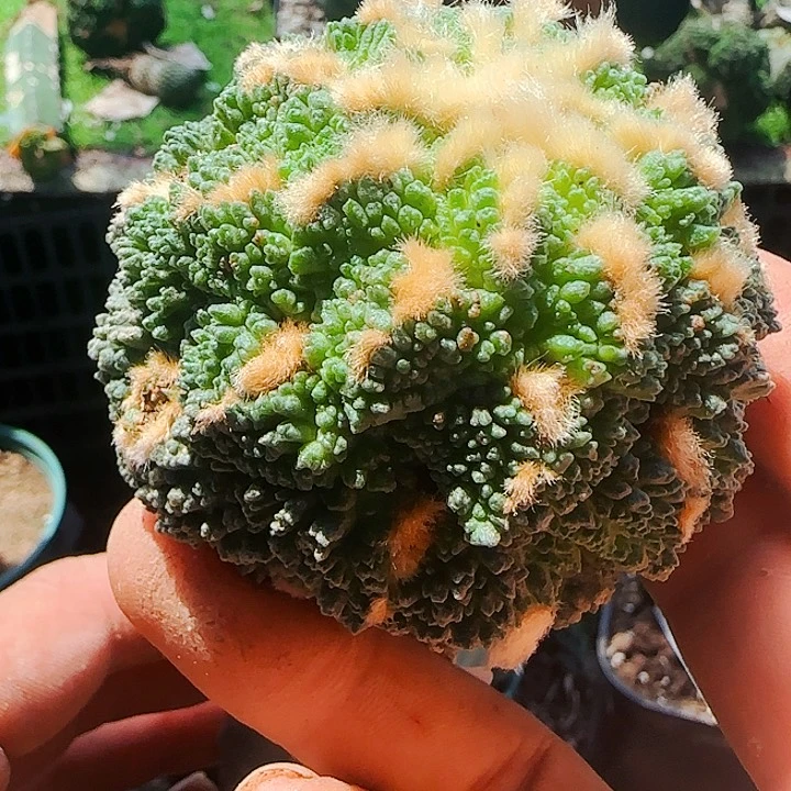 哥斯拉933仙人球开花