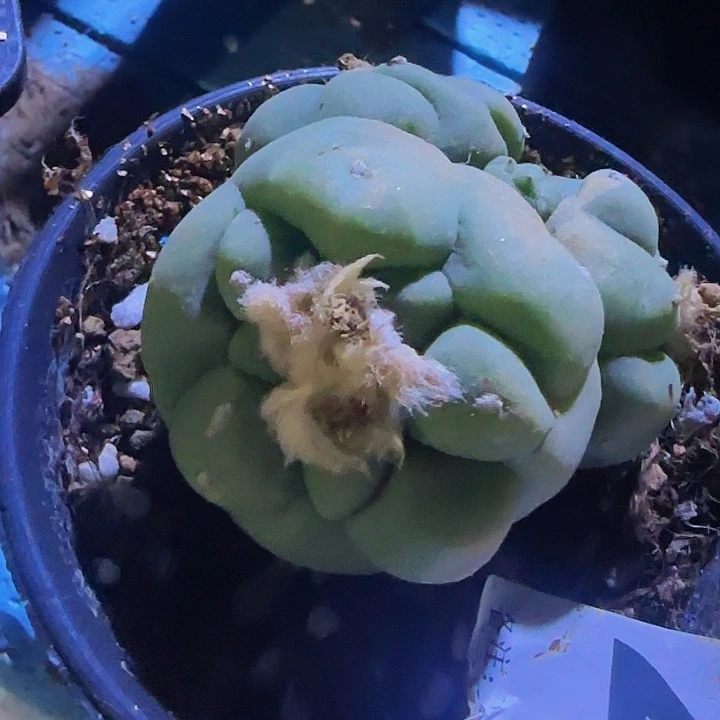 ?****白肌大尤群259仙人球
