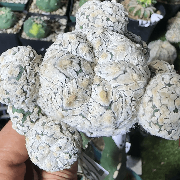 浓白v兜群786仙人球开花啦