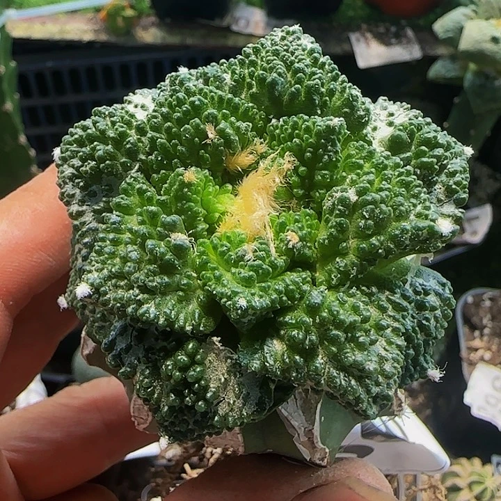 哥斯拉062仙人球开花