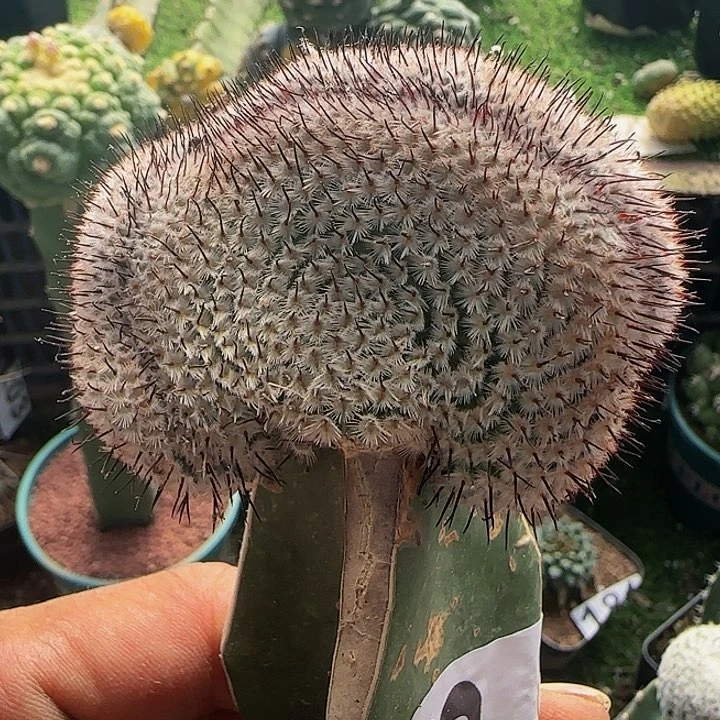 直刺佩雷缀化383