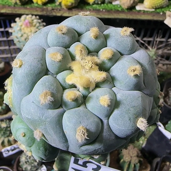 仙715仙人球开花了