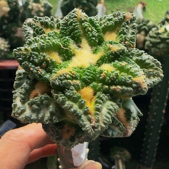 龟甲750仙人球开花