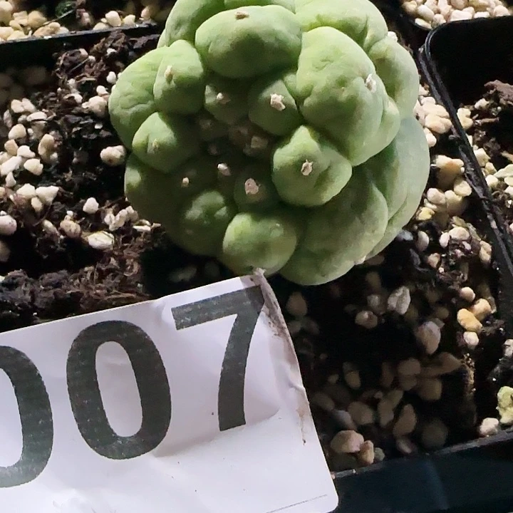 珠***?仙007仙人球开花了