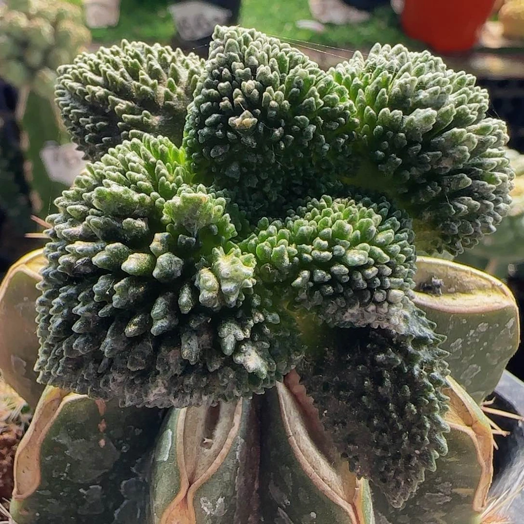 大尤菜花886仙人球