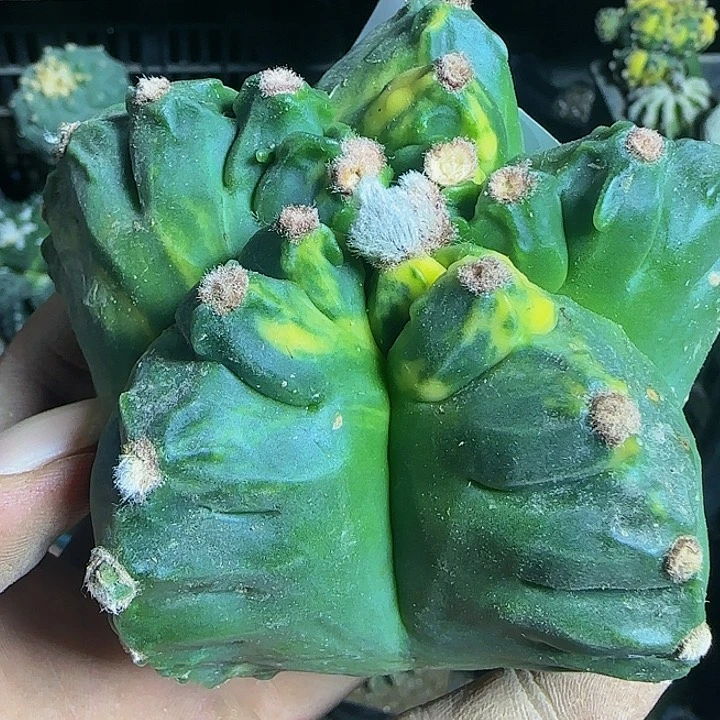 龟甲鸾294仙人球开花