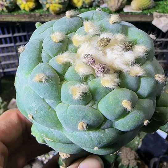 大尤仙685仙人球开花