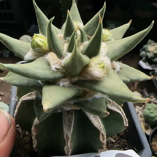 龙牙212仙人球开花