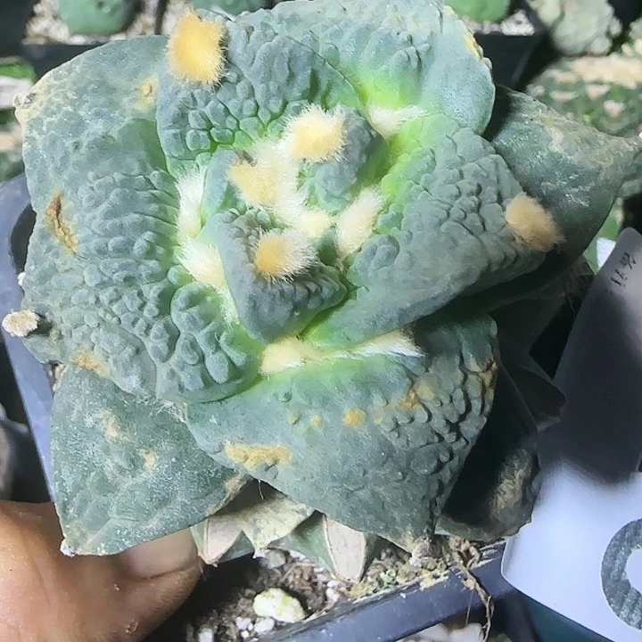 大尤牛舌怒涛443