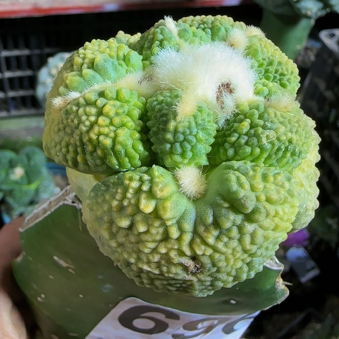 大尤龟甲连山锦696