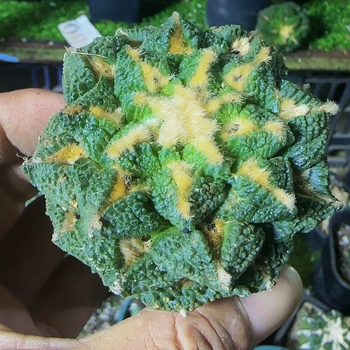 龟甲160仙人球开花