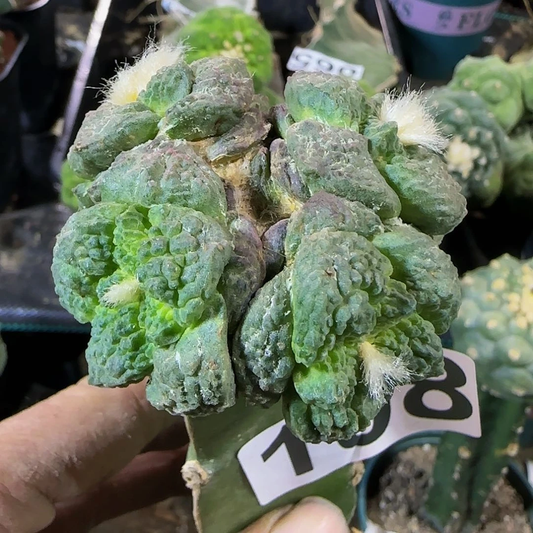 四头龟甲哥108仙人球