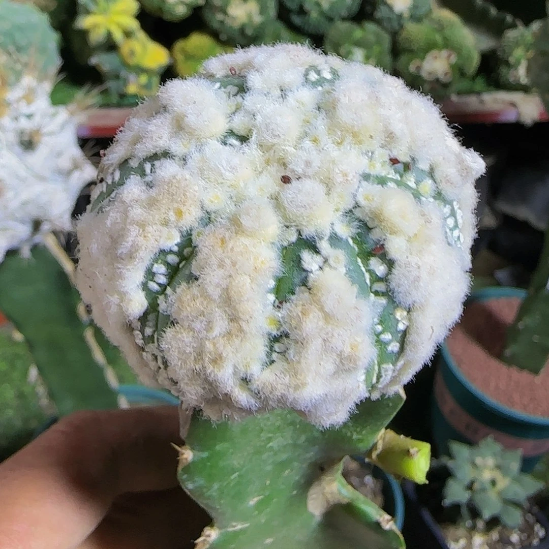 花园兜423仙人球