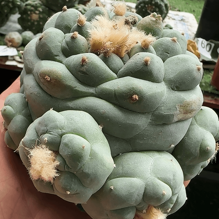 白肌大尤群453仙人球