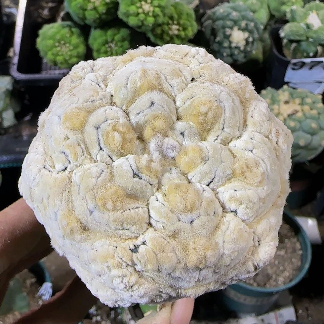 无*浓白v兜179仙人球开花