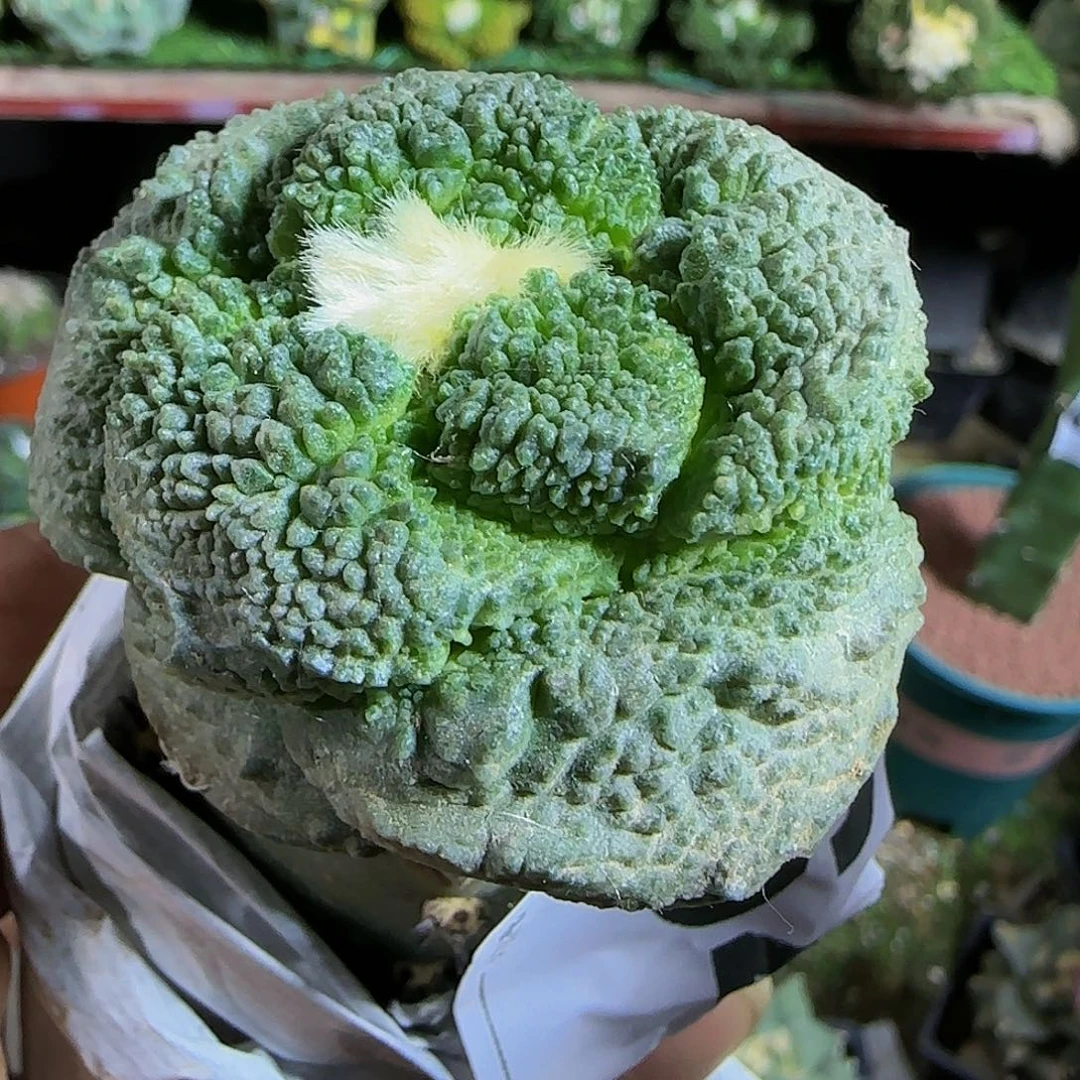 大尤怒涛的641仙人球