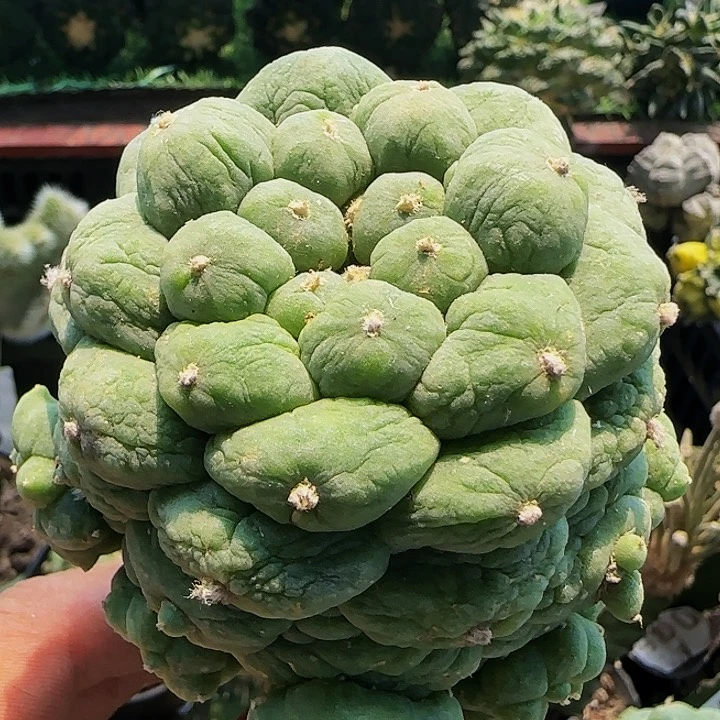 皱尤767仙人球开花